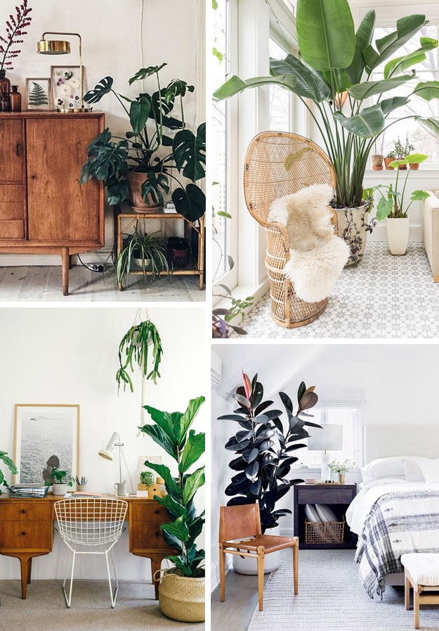 plantes vertes décoration