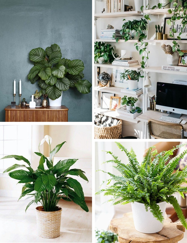 plantes vertes décoration