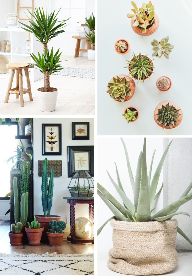 Plantes vertes décoration
