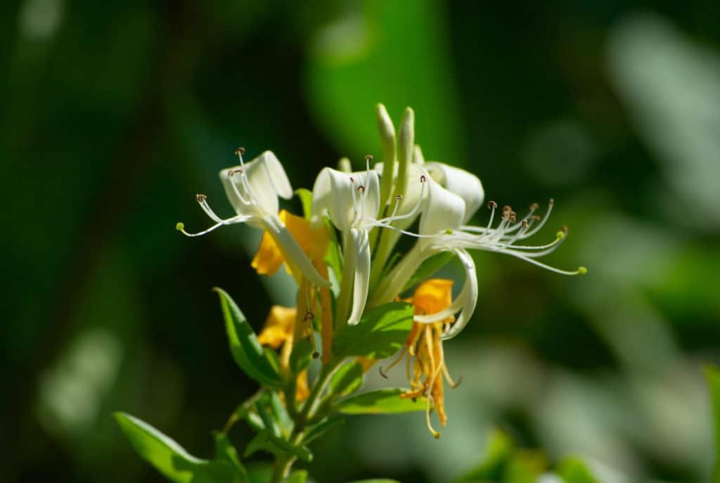 chevrefeuille-jardin-balcon