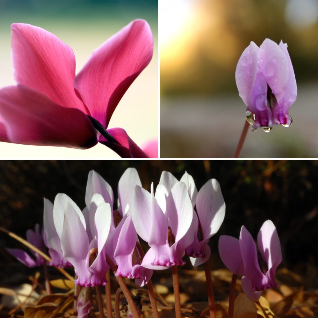 balcon-cyclamens-exterieur