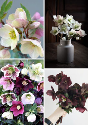 hellebore-rose-noel