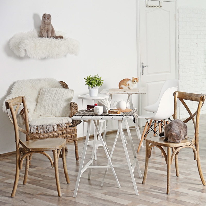 interieur-douillet-chats