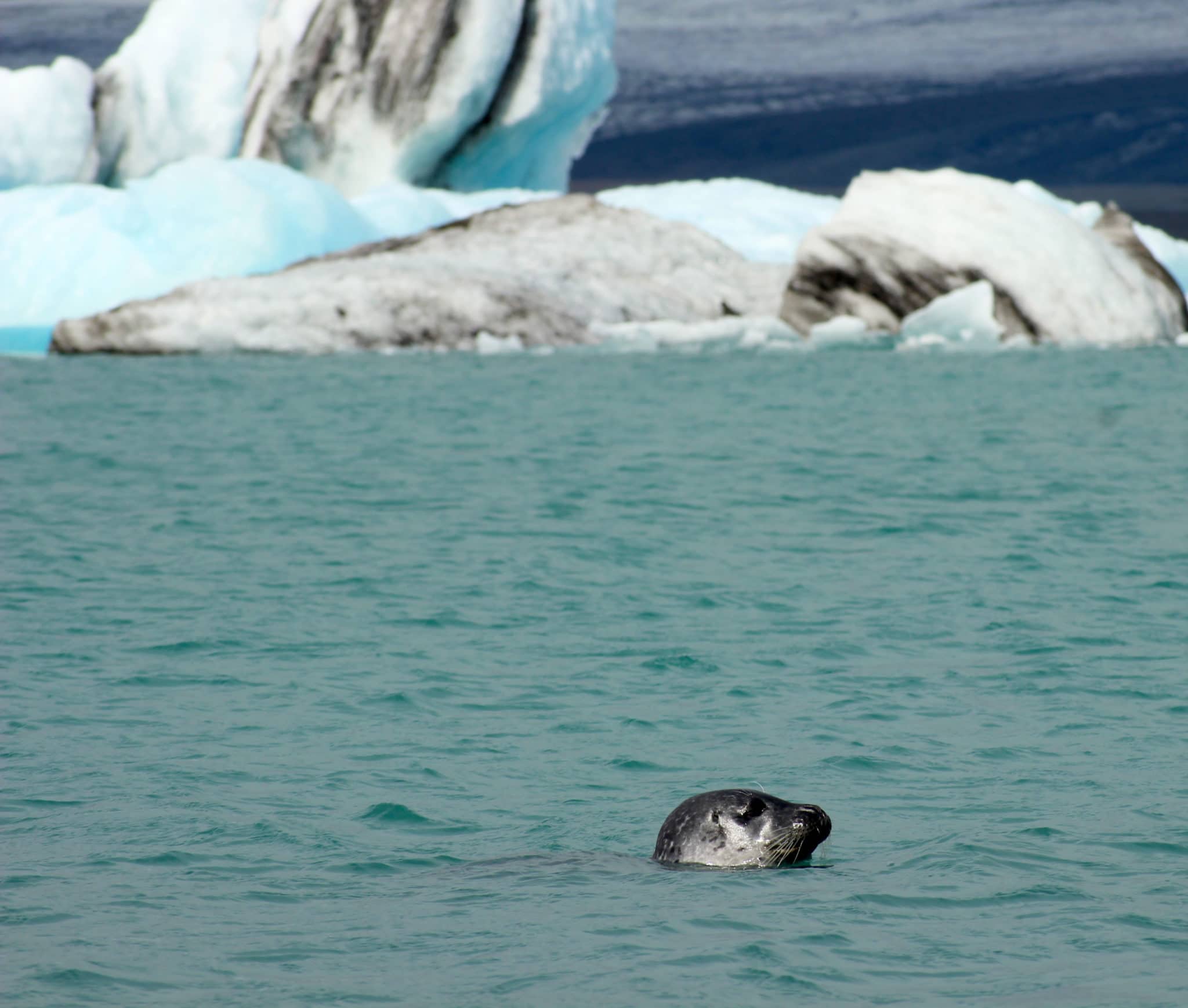 Phoque Jökulsárlón