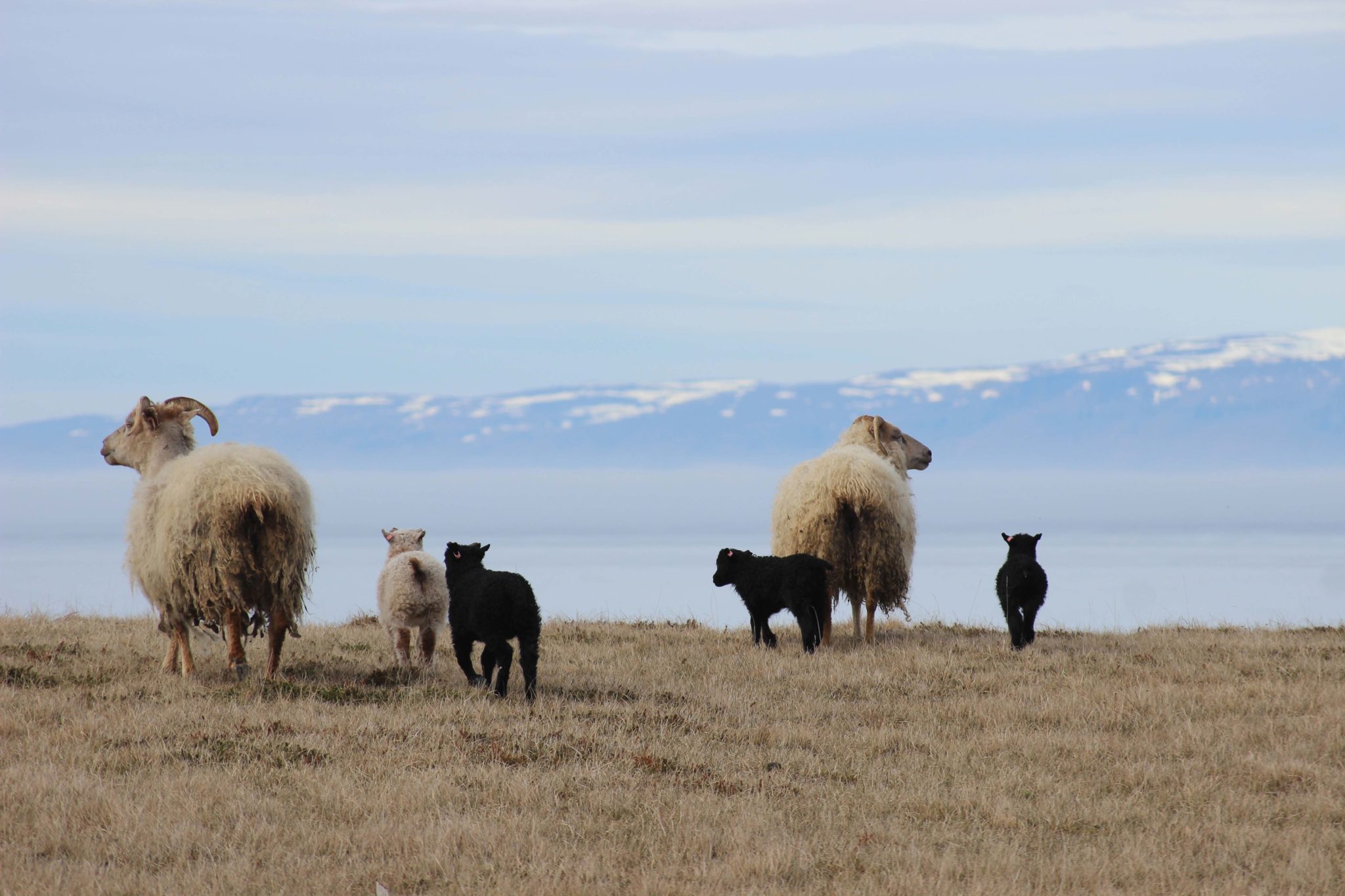Moutons en Islande