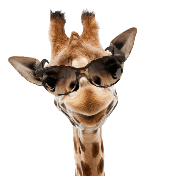 girafe cogestim