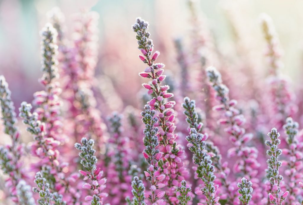 bruyère cogestim plante fleurs