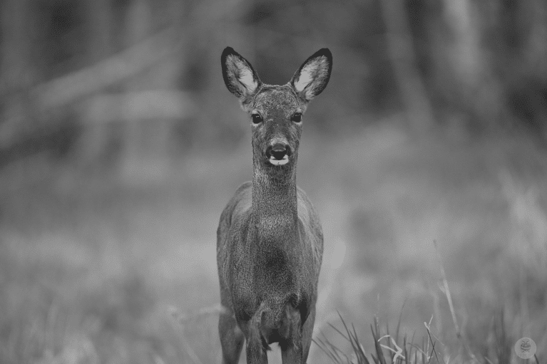 biche guillaume pasche cogestim