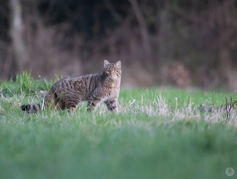 chat sauvage guillaume pasche cogestim