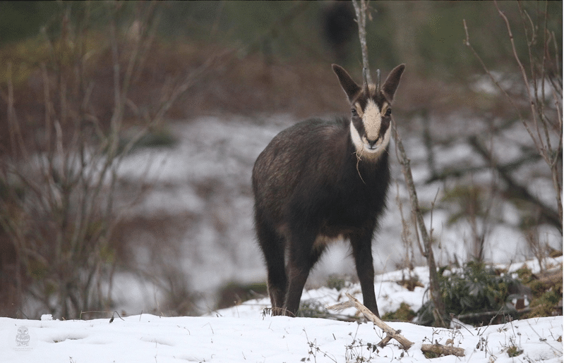 guillaume pasche chamois cogestim