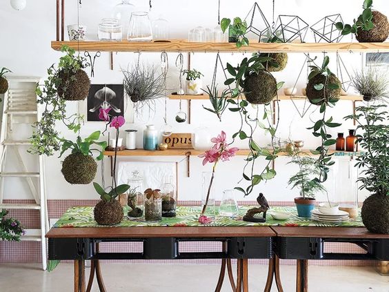 kokedama cogestim