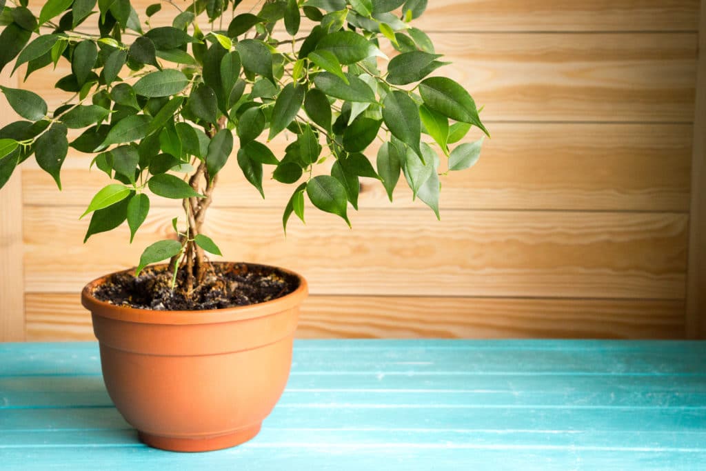 Cogestim-ficus-chat-toxique