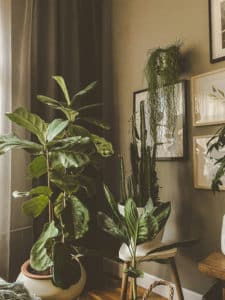 Coin intérieur décoré selon les principes du design biophilique, avec plusieurs plantes vertes luxuriantes, lumière tamisée, murs ornés de cadres et ambiance naturelle et apaisante.